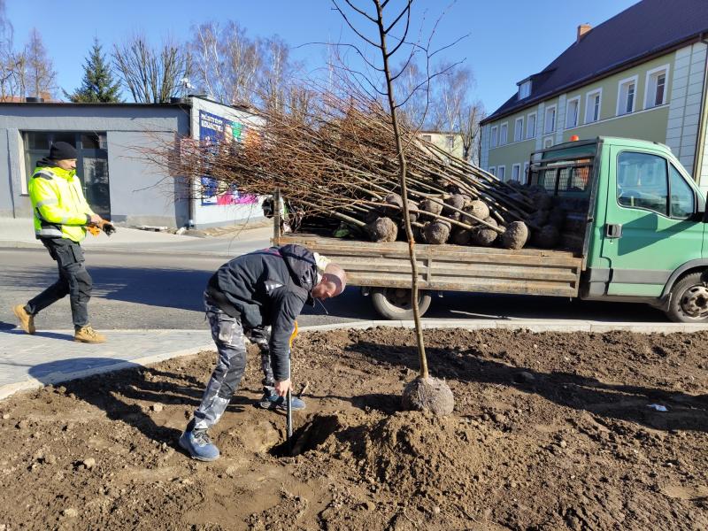 Rozpoczęło się zasadzanie drzew wzdłuż remontowanej ulicy Moniuszki. 